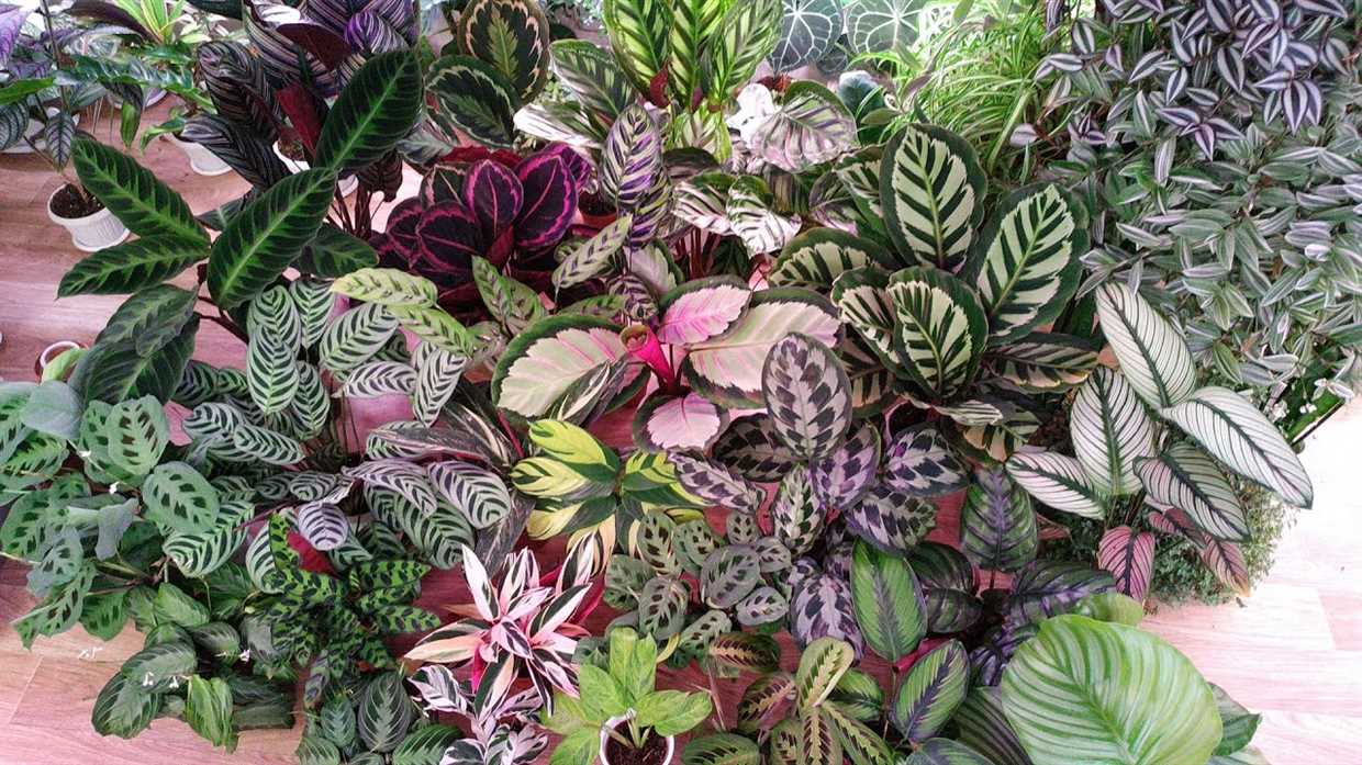 Pourquoi les feuilles de ma maranta se recroquevillent-elles?