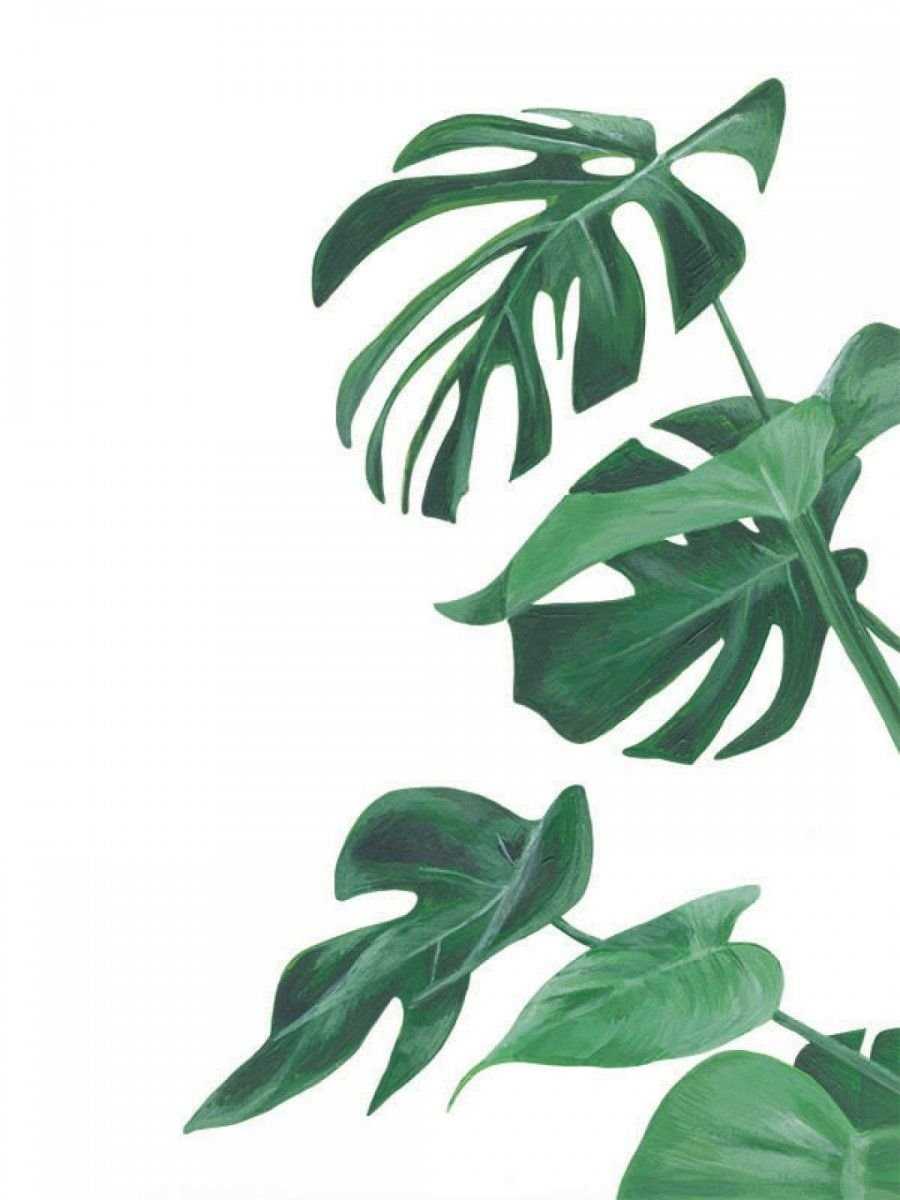 Différences entre les variétés de Monstera