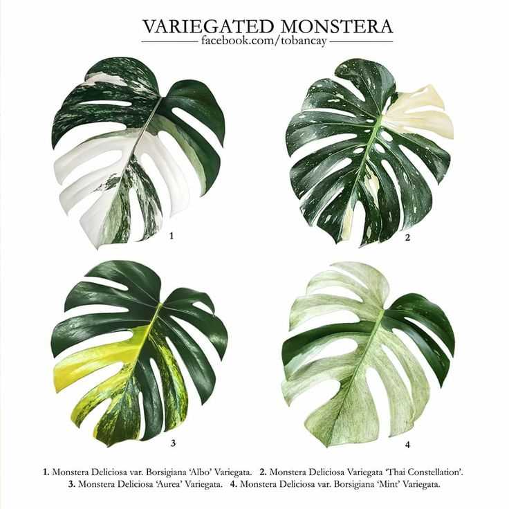 Monstera adansonii