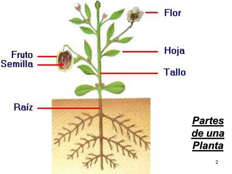 Le kalanchoé et ses bienfaits