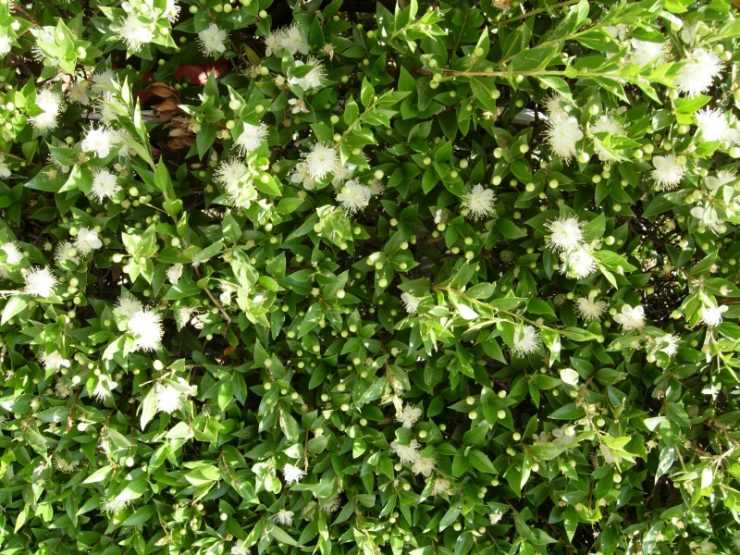 4. Myrtus communis 'Tarentina'