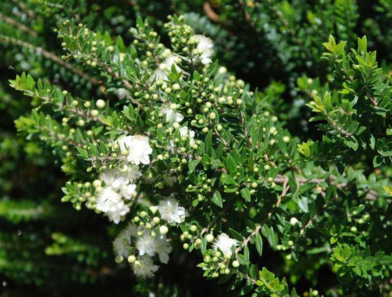 Soins pour la plante de myrte