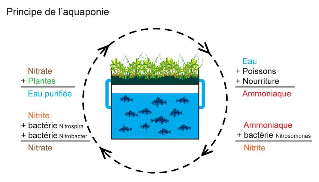 Principaux types de systèmes hydroponiques