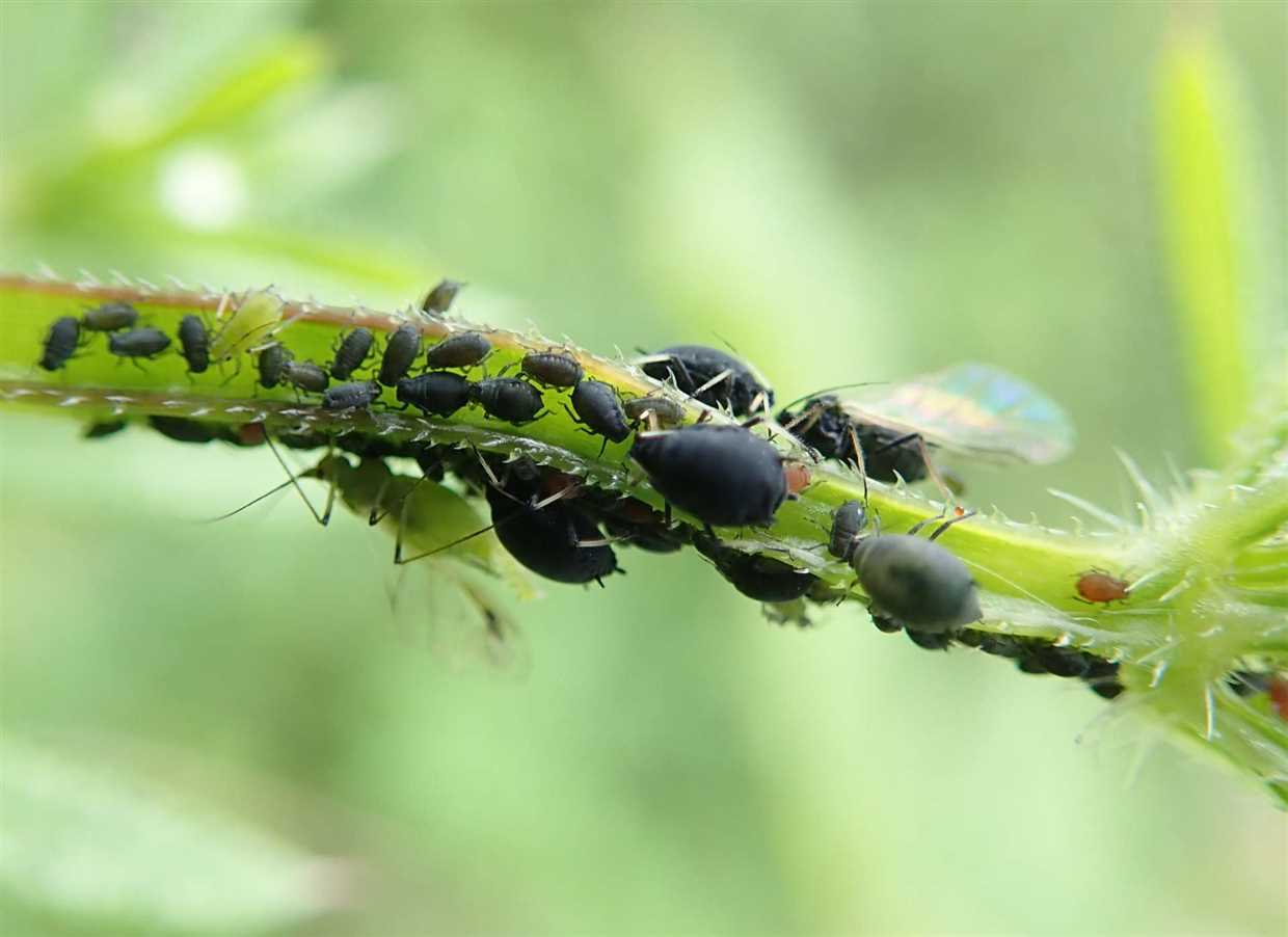 Pièges contre les pucerons