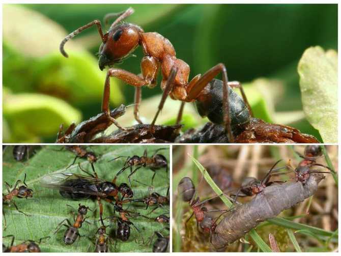 Les avantages des coccinelles