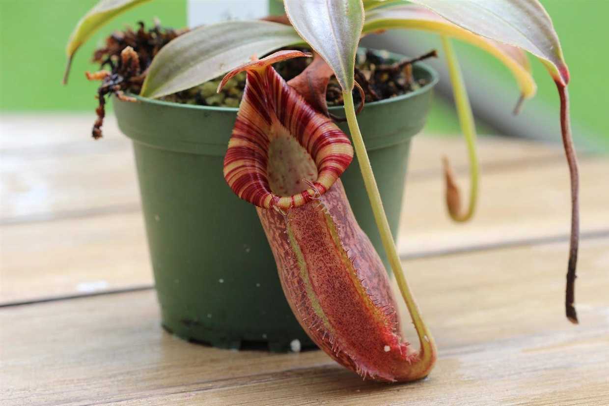 Les spécificités de la Nepenthes