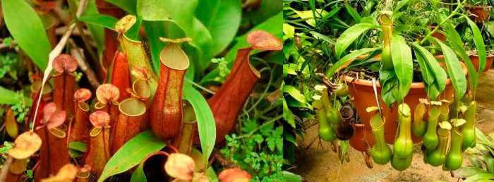 La multiplication de la Nepenthes