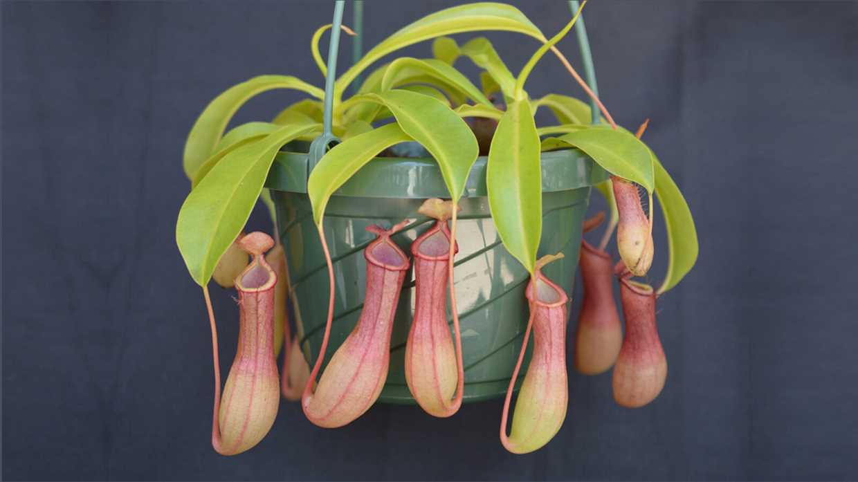 Culture de Nepenthes à la maison