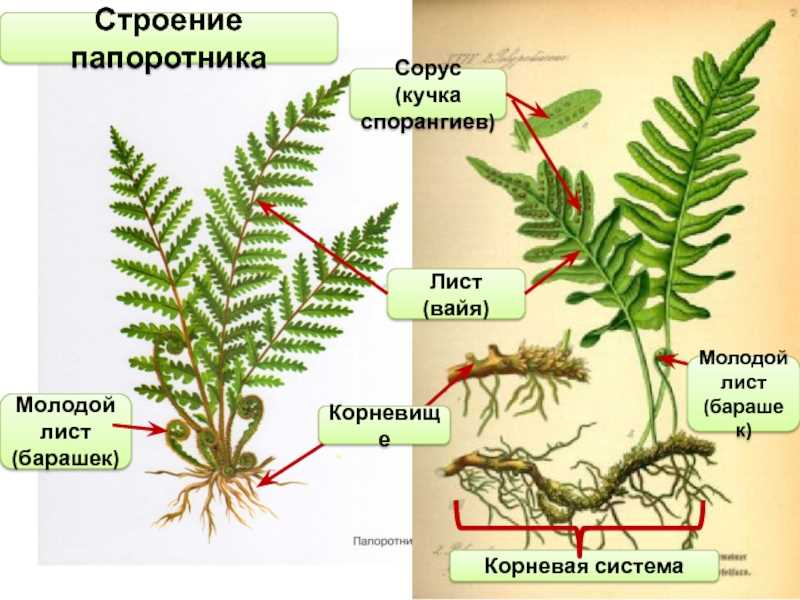 Parasites courants