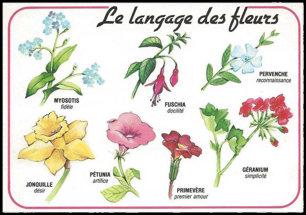 Types populaires de plantes d'intérieur