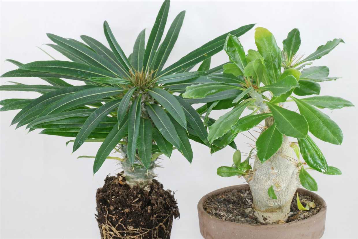 Les variétés de Pachypodium disponibles