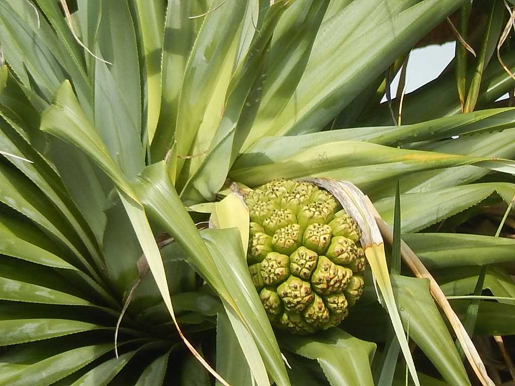 Ensoleillement du Pandanus