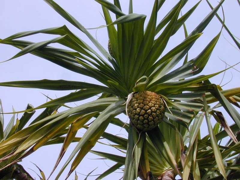 Température pour le Pandanus