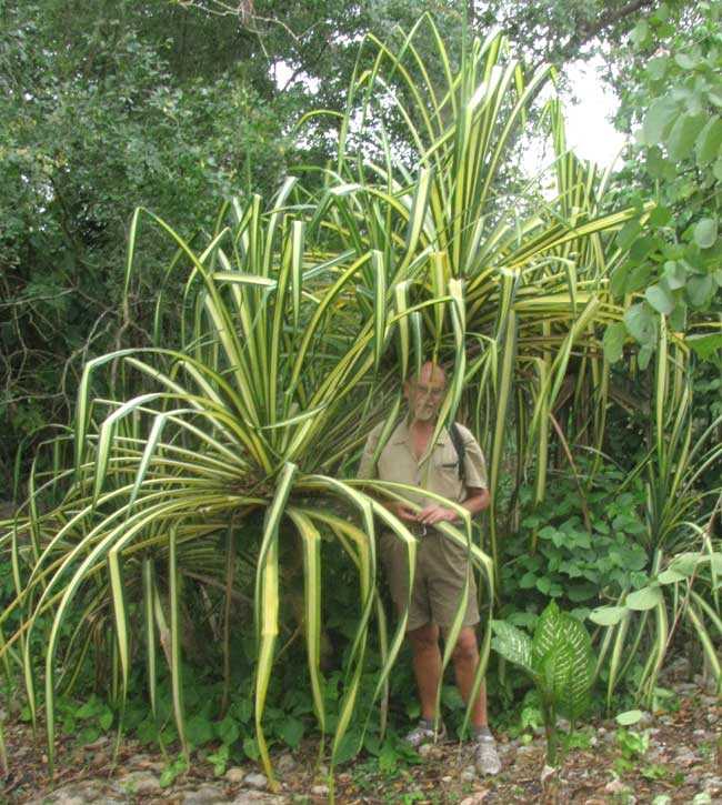 Pandanus utilis