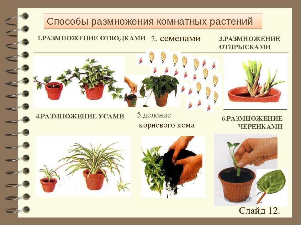 3. Façonner la plante :