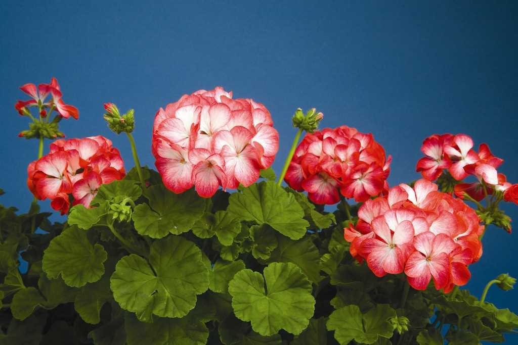 Découvrez de superbes photos de Pelargonium