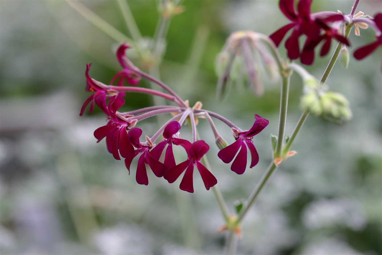 Période de floraison