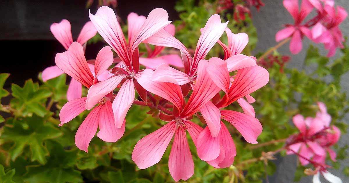 Pelargonium peltatum