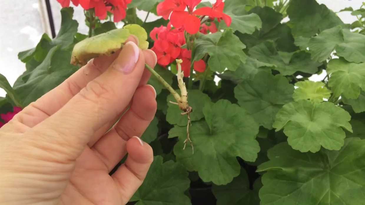 Choix du moment idéal pour semer les graines de Pelargonium zonal