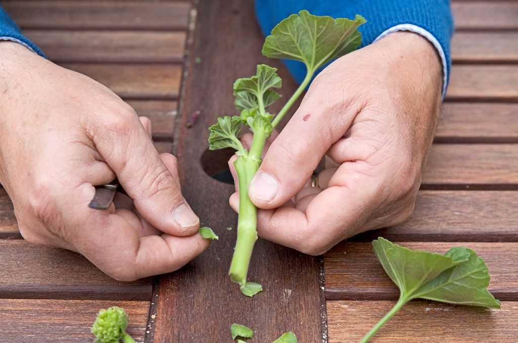 Préparation du substrat pour les semis de Pelargonium zonal