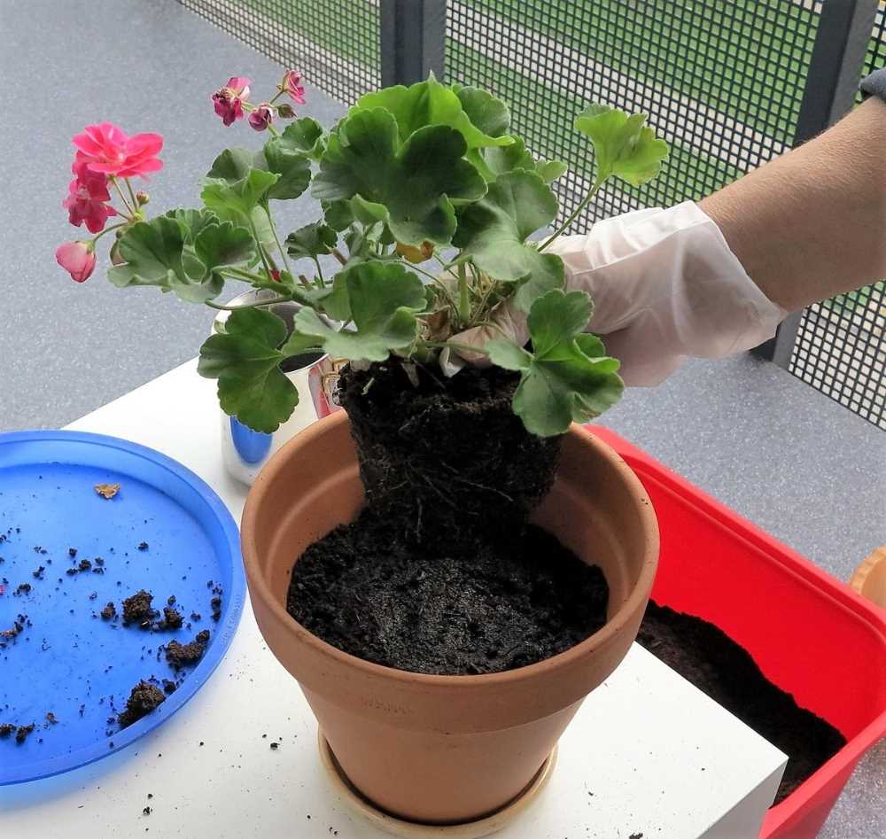 Préparer les pots ou le jardin