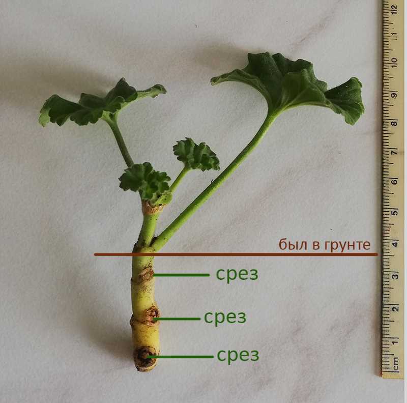 3. La fertilisation