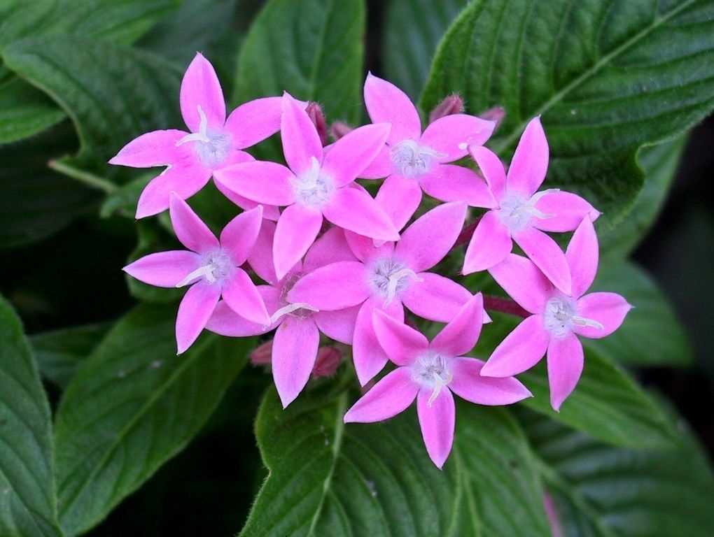 Propagation de Pentas lanceolate