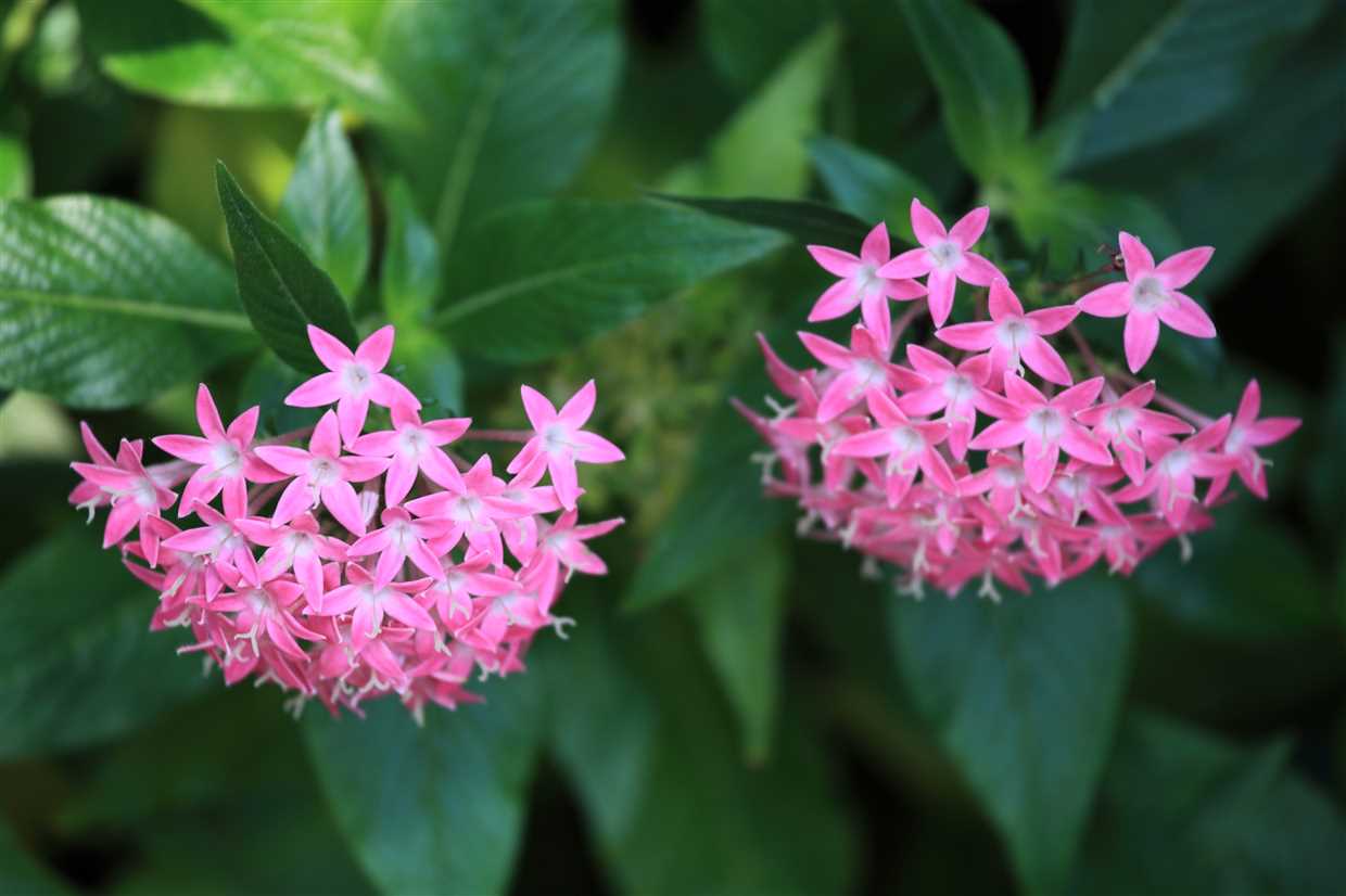 Caractéristiques de Pentas lanceolate