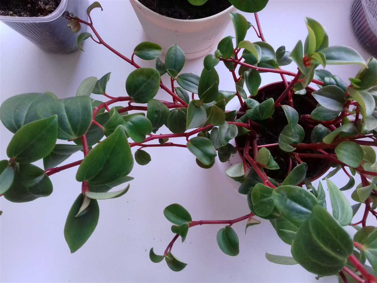 Caractéristiques des peperomia