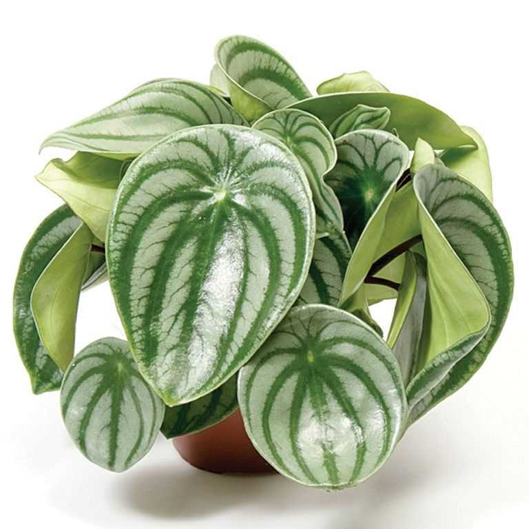 Photos de peperomia pour inspirer la décoration