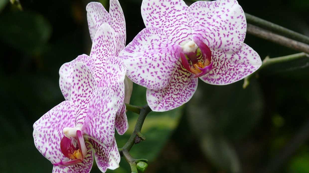 Comment arroser les Phalaenopsis correctement