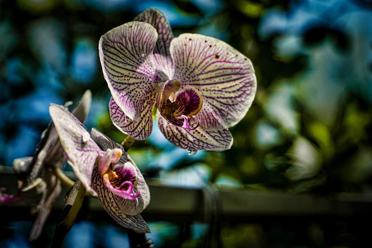 Comment rempoter les Phalaenopsis