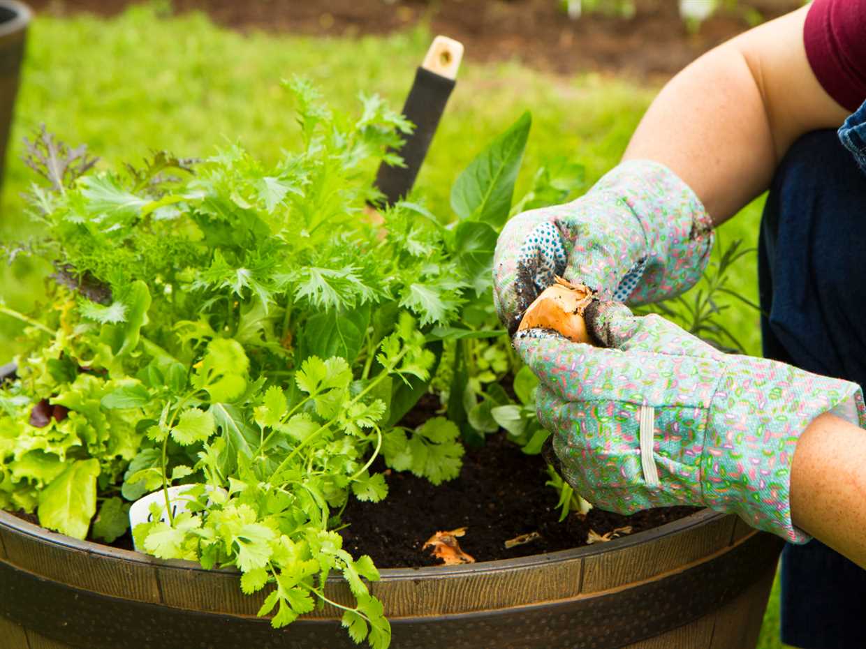 Avantages de semer des légumes en avril