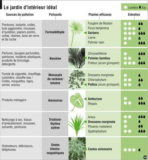 Préparer les plantes pour le retour à l'intérieur