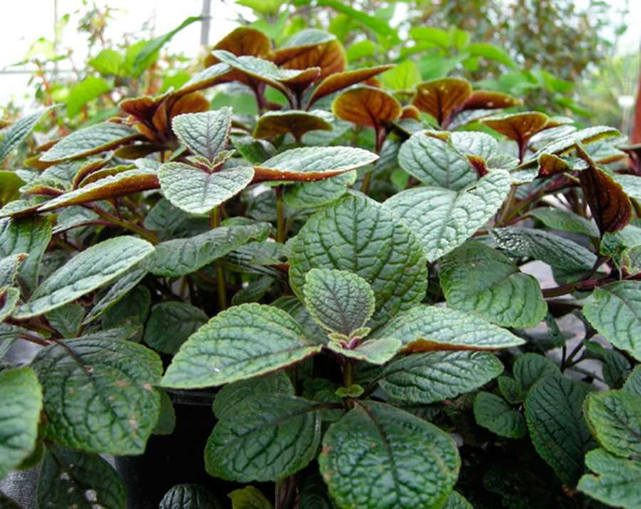 Variétés populaires de Plectranthus pour votre jardin ou votre intérieur