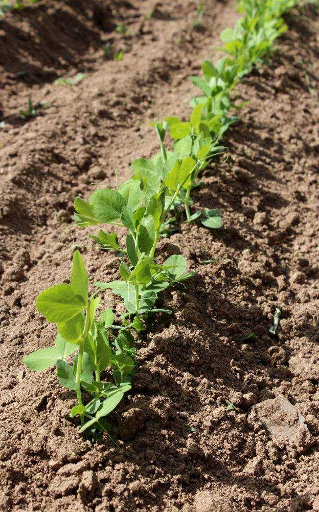 Quand récolter les pois ?