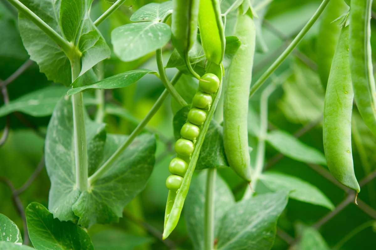 Conservation des pois