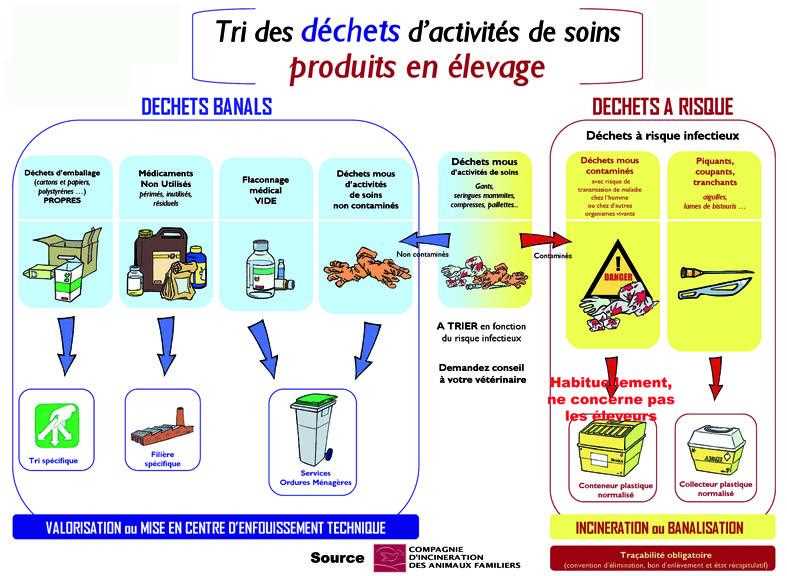 Comment propager et cultiver vos propres poliscias