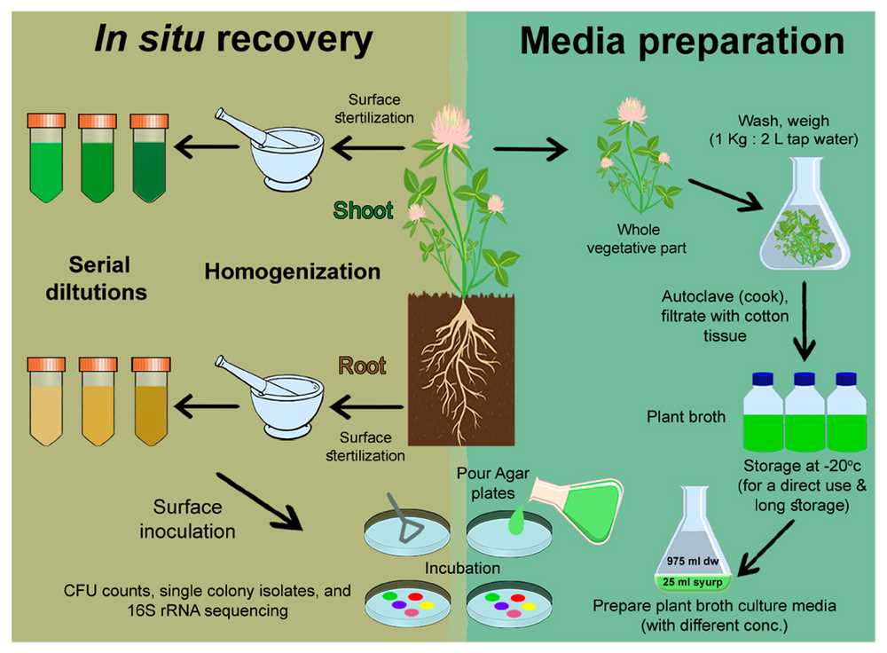 Voici comment transplanter les bébés plantes d'orchidées :