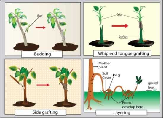 Comment rempoter votre chefflera ?