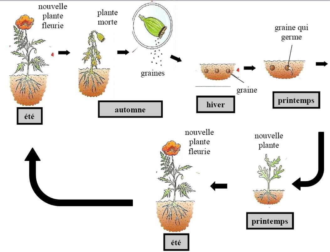 Les avantages de la propagation du pélargonium