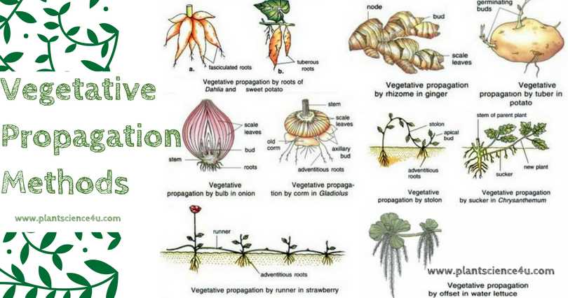 Choisir les bonnes conditions pour la propagation du pélargonium