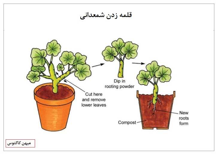 Propagation du pélargonium: comment semer les graines