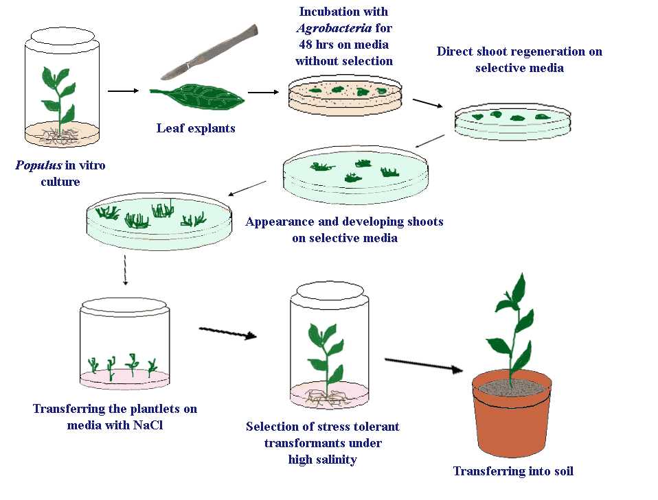 Les astuces pour une transplantation réussie