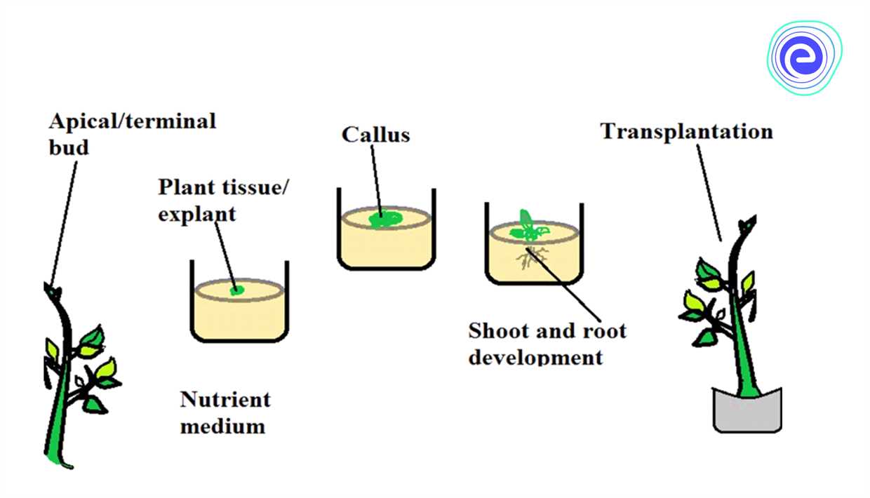 Quand transplanter les jeunes plants de pélargonium