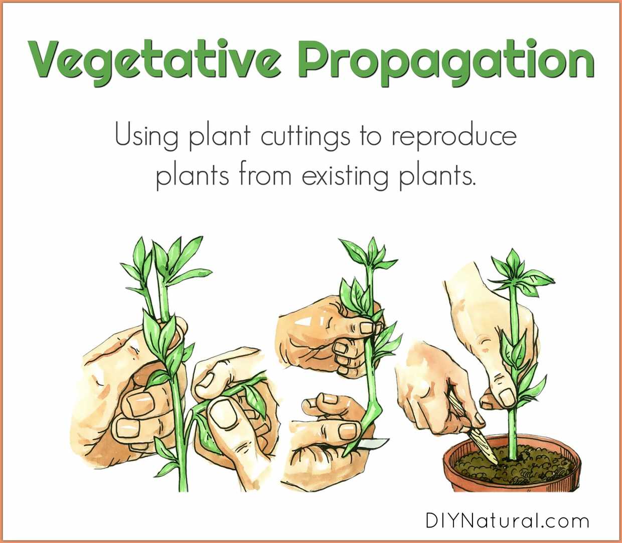 Soins et entretien des jeunes plants de pélargonium