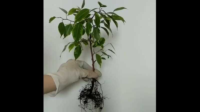 Plantez les boutures de ficus dans le substrat