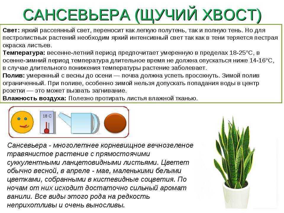 Caractéristiques et origine de la plante