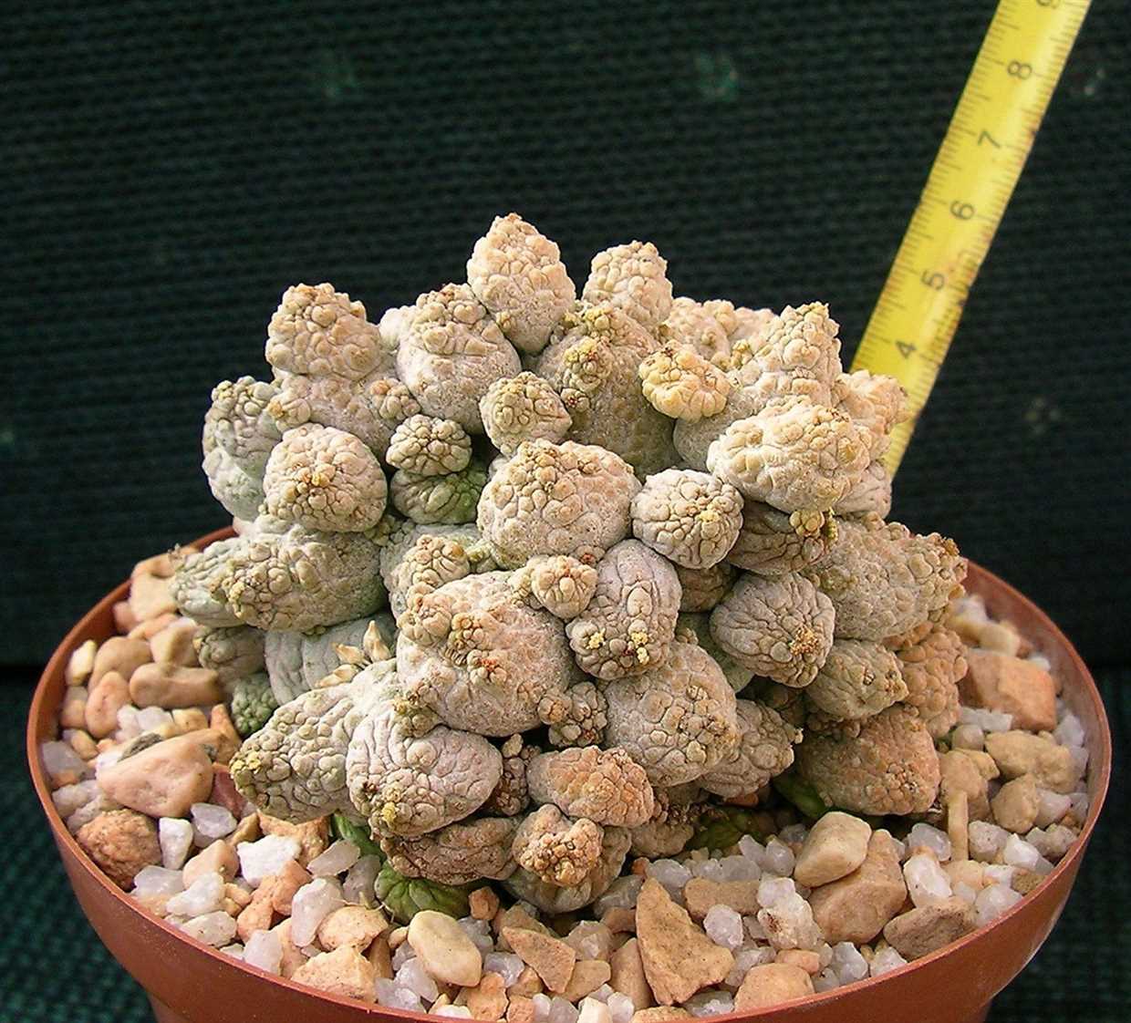 Pseudolithos eylensis