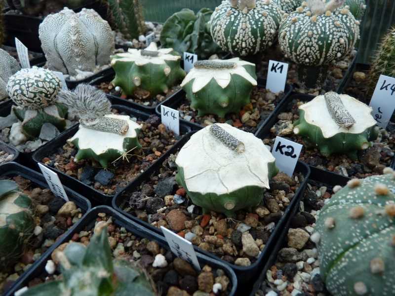 Pseudolithos cubiformis